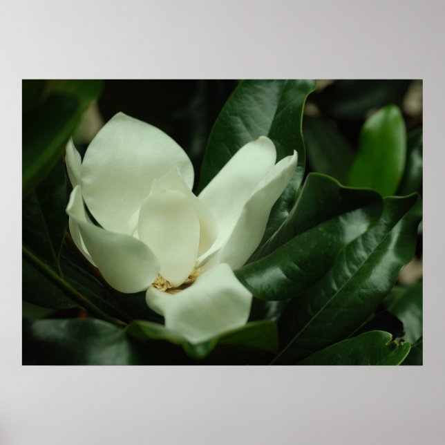 Poster Toile de Magnolia foncé (Devant)
