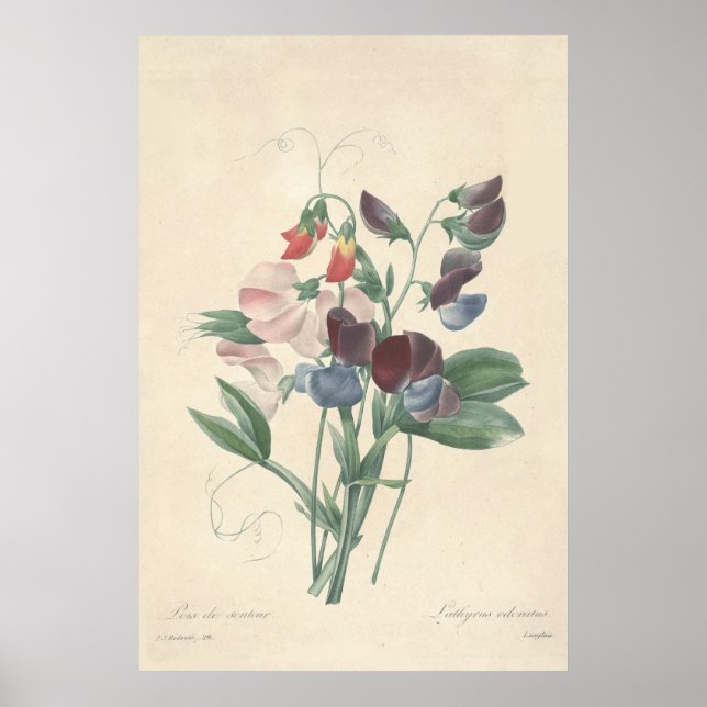 Poster Toile de pois doux Imprimer (Devant)