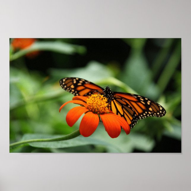 Poster Toile Papillon Monarque Imprimer (Devant)
