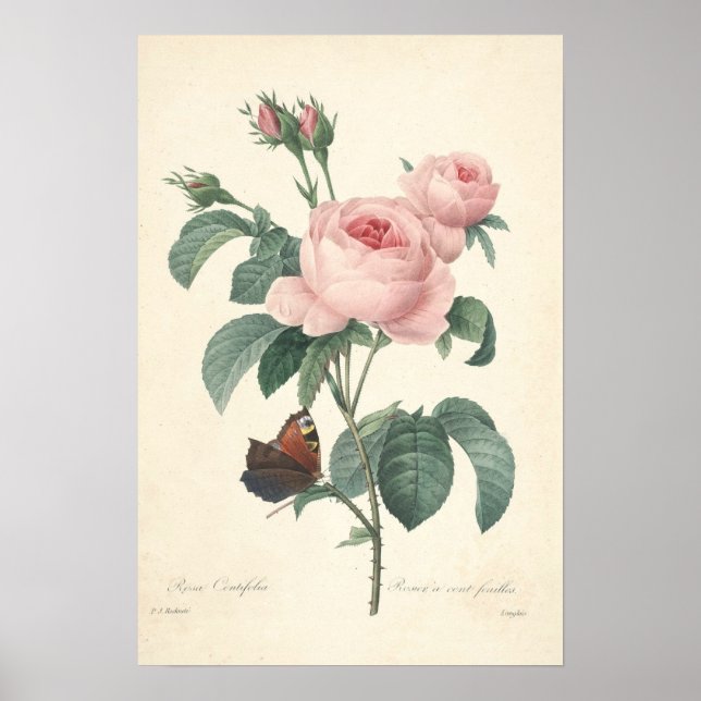Poster Toile Rosa Centifolia Imprimer (Devant)