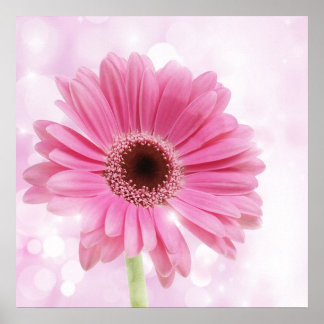 Poster Toile rose marguerite (Devant)