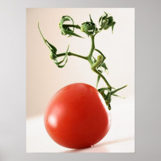 Poster Tomate