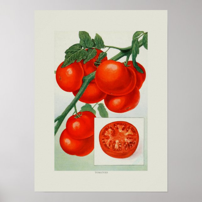 Poster Tomates (Devant)