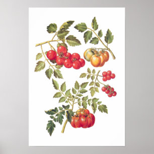 Poster Tomates