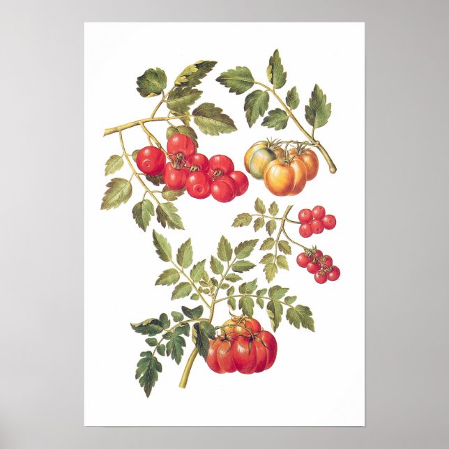 Poster Tomates (Devant)
