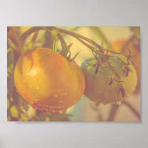 Poster Tomates de jardin Récolte d'été