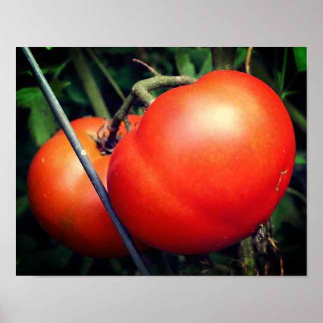Poster Tomates Rouge Ripe Garden Sur La Vigne (Devant)