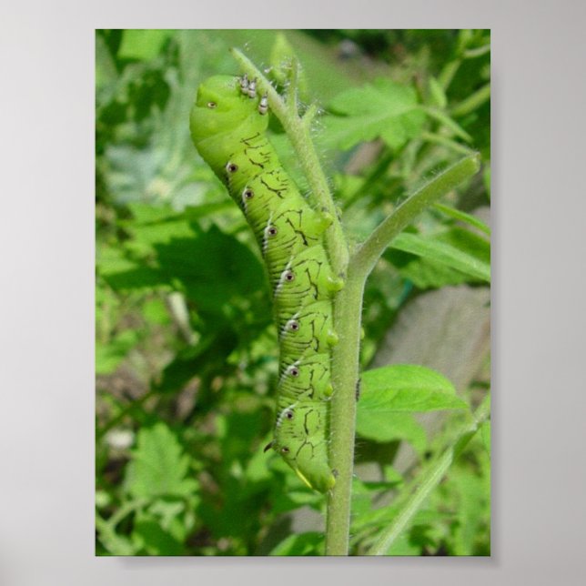 Poster tomatobug (Devant)