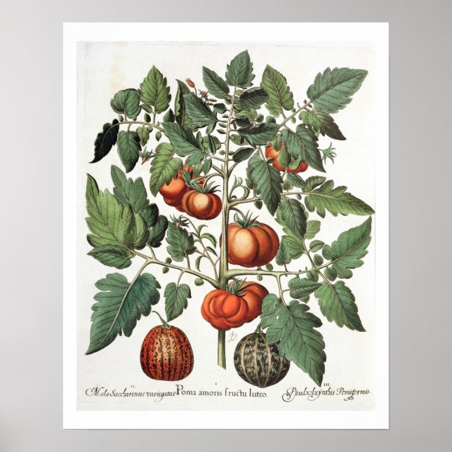 Poster Tomatoes et melons: 1.Poma amoris fructu luteo; 2 (Devant)