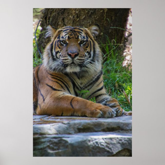 Poster Tony (Devant)