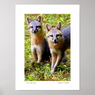 Poster Too Cute Foxes photo originale de S.L Russell