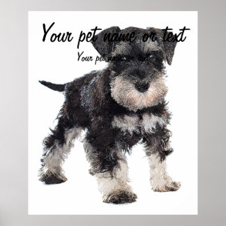 Poster Too Cute Puppy Miniature Schnauzer Dog