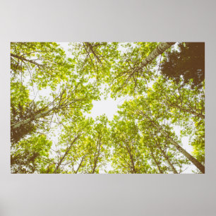 Poster Top des arbres verts