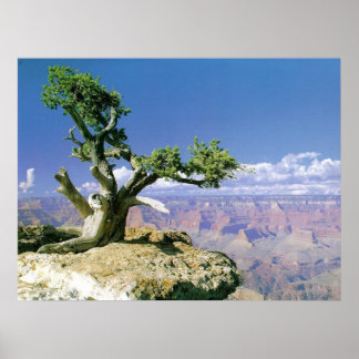 Poster Top O' Le Canyon