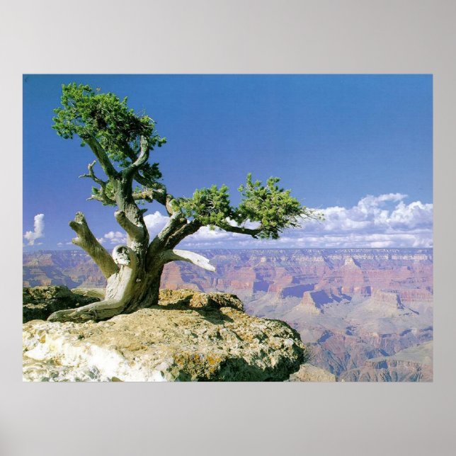 Poster Top O' Le Canyon (Devant)