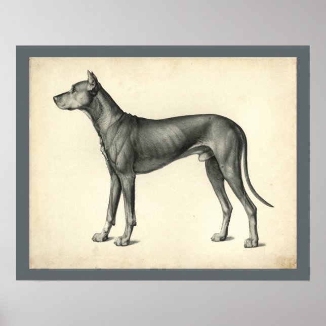 Poster Topographie de surface de chien Anatomie Imprimer (Devant)