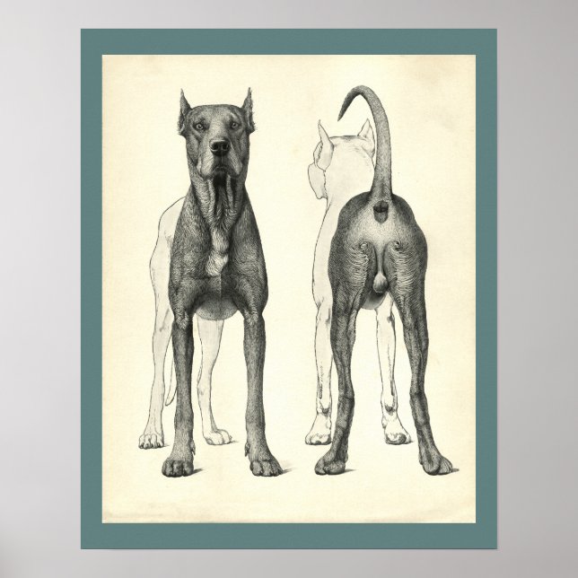 Poster Topographie de surface de chien Anatomie vétérinai (Devant)