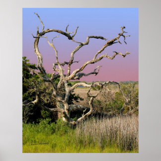 Poster Topvoile Island Beach Tree