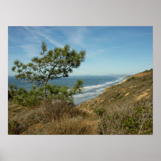 Poster Torrey Pine and California Coastline Landscape (Devant)
