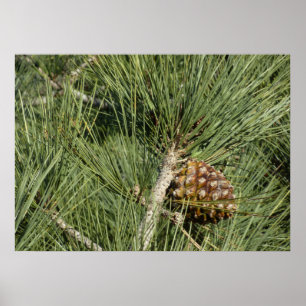 Poster Torrey Pine Closeup California Botanical