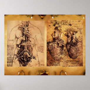 Poster Torse de femme / Cœur et ses vaisseaux sanguins