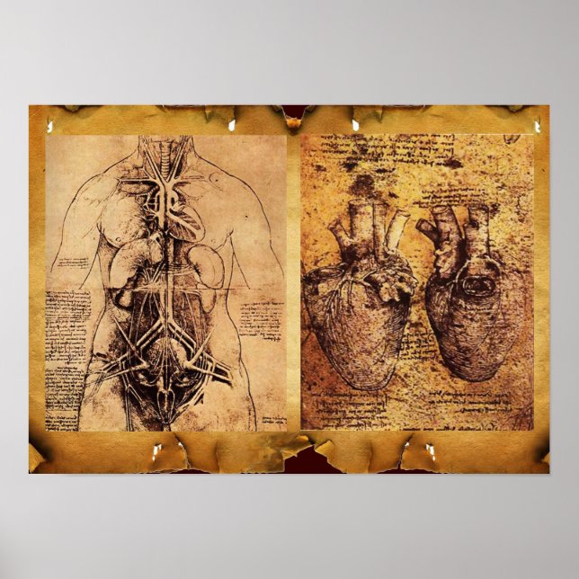 Poster Torse de la femme / Coeur et ses vaisseaux sanguin (Devant)