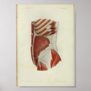 Poster Torso des Muscles d'imprimerie d'anatomie Vintage 