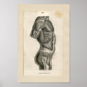 Poster Torso Muscles Vintage Anatomy Print