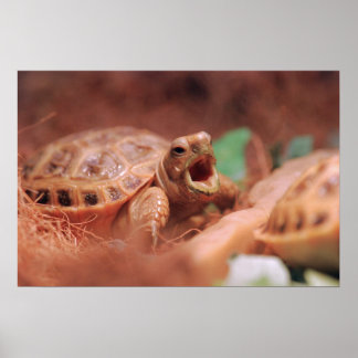 Poster Tortoise
