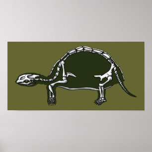 Poster tortoise skeleton