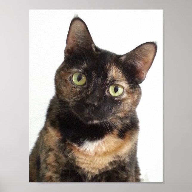 Poster Tortoiseshell (Devant)