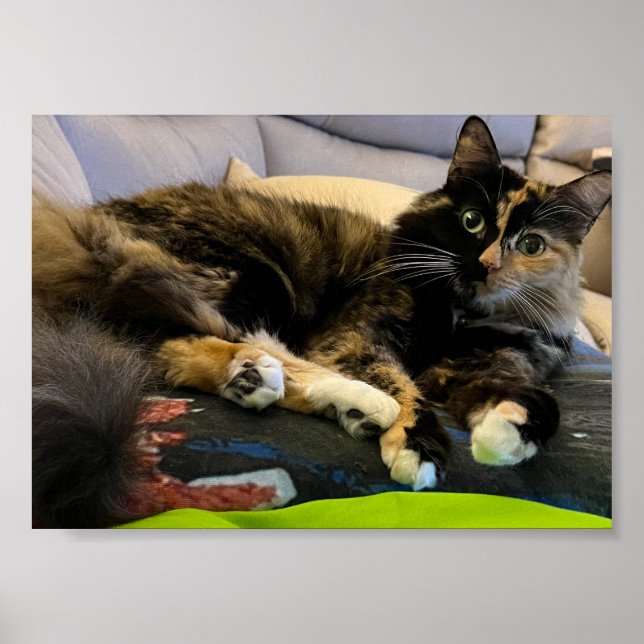 Poster Tortoiseshell Cat Lying Down (Devant)