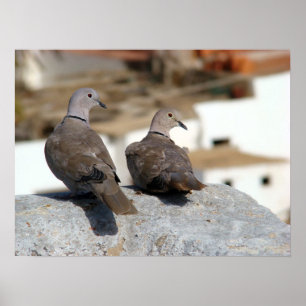 Poster Tórtolas en Betancuria. Fuerteventura.