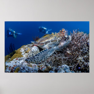 Poster Tortue
