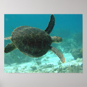 Poster Tortue