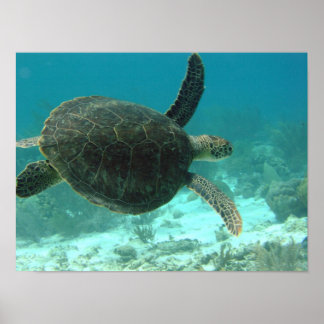 Poster Tortue