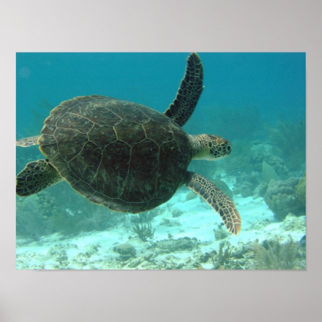 Poster Tortue (Devant)