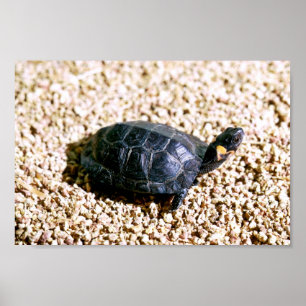 Poster Tortue