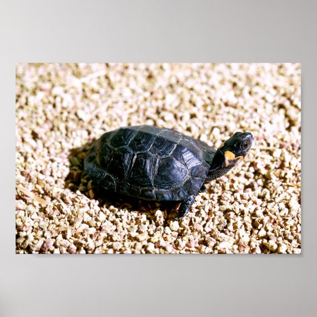 Poster Tortue (Devant)