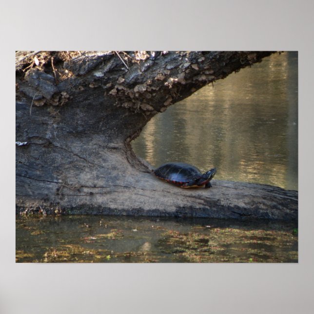 Poster Tortue (Devant)