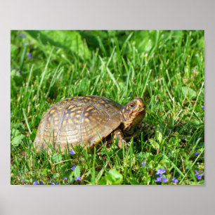 Poster Tortue