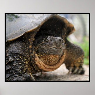 Poster Tortue