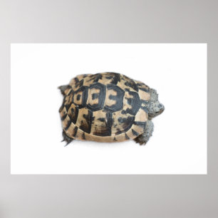 Poster Tortue