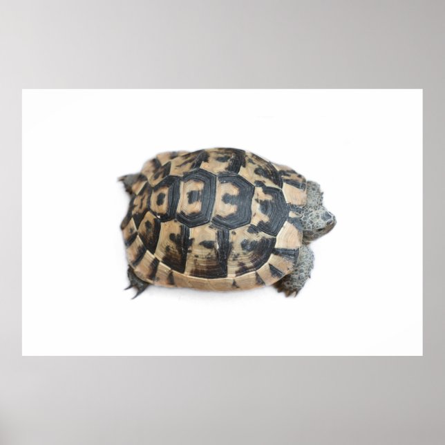 Poster Tortue (Devant)