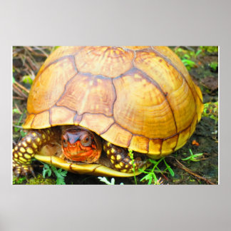 Poster Tortue