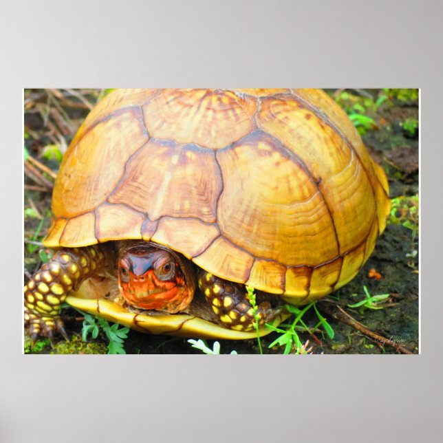 Poster Tortue (Devant)