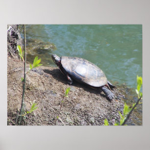 Poster Tortue2