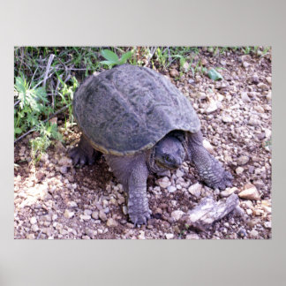 Poster Tortue 1