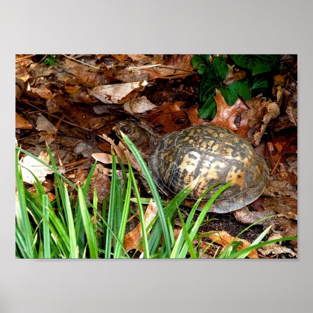 Poster Tortue à boîte orientale (Devant)