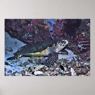 Poster Tortue abritée